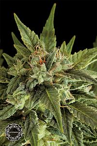 FRUIT AUTOMATIC  1pcs autoflower & feminized (Dinafem)