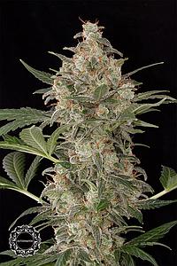 CHEESE AUTOMATIC  1pcs autoflower & feminized (Dinafem)