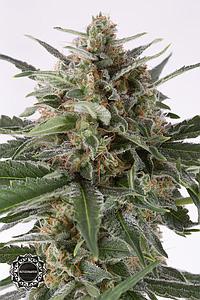 CRITICAL+ AUTOMATIC  1pcs autoflower & feminized (Dinafem)