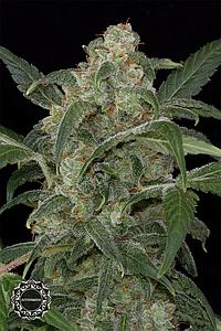 HAZE 2.0 AUTOMATIC  1pcs autoflower & feminized (Dinafem)