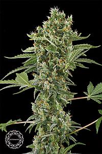 MOBY DICK AUTOMATIC  1pcs autoflower & feminized (Dinafem)