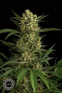 ORIGINAL AMNESIA AUTOMATIC  1pcs autoflower & feminized (Dinafem)