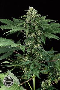 ROADRUNNER AUTOMATIC  1pcs autoflower & feminized (Dinafem)