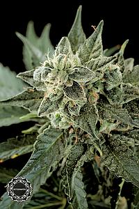 ROADRUNNER #2 AUTOMATIC  1pcs autoflower & feminized (Dinafem)