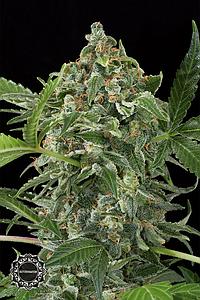 WHITE CHEESE AUTOMATIC  1pcs autoflower & feminized (Dinafem)