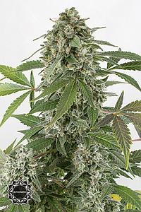 WHITE WIDOW AUTOMATIC  3pcs autoflower & feminized (Dinafem)