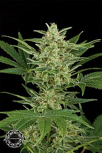 CRITICAL JACK AUTOMATIC  5pcs autoflower & feminized (Dinafem)