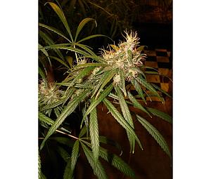 C13 HAZE  6pcs feminized (DNA Genetics)