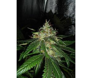 CONNIE CHUNG  6pcs feminized (DNA Genetics)