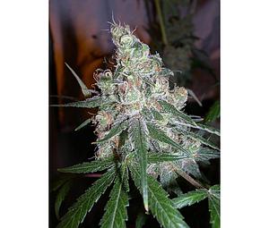 CHOCOLOPE  6pcs feminized (DNA Genetics)