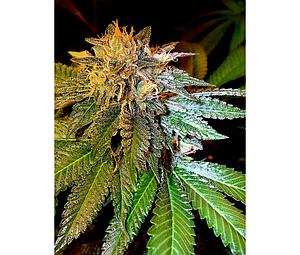 LA CONFIDENTIAL  6pcs feminized (DNA Genetics)