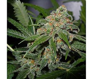 LEMON SKUNK  6pcs feminized (DNA Genetics)