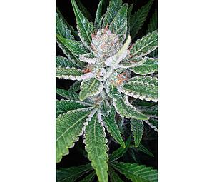 SLEESTACK  6pcs feminized (DNA Genetics)