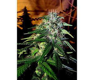 SOUR CREAM  6pcs feminized (DNA Genetics)