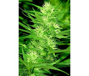 COLE TRAIN  6pcs feminized (DNA Genetics)