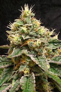 CONFIDENTIAL CHEESE  6pcs feminized (DNA Genetics Riserva Privada)