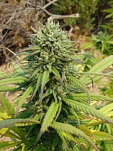 KANDY KUSH  6pcs feminized (DNA Genetics Riserva Privada)