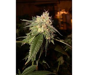 OG KUSH  6pcs feminized (DNA Genetics)