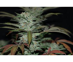 SOUR KUSH  6pcs feminized (DNA Genetics Riserva Privada)