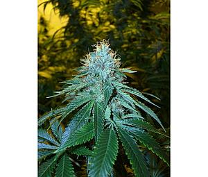 THE OG # 18  6pcs feminized (DNA Genetics Riserva Privada)