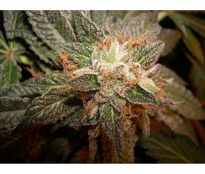 TORA BORA  6pcs feminized (DNA Genetics)