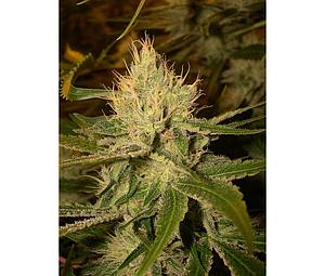 CANNALOPE HAZE  6pcs regular (DNA Genetics)