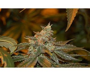 CATARACT KUSH  13pcs regular (DNA Genetics)