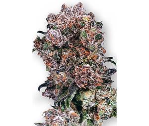 BLUEBERRY ® 3pcs feminized (Dutch Passion)