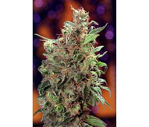 CALIFORNIA ORANGE ® 3pcs feminized (Dutch Passion)