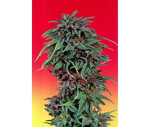 DURBAN POISON ® 3pcs feminized (Dutch Passion)