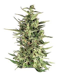 DUTCH CHEESE ® 3pcs feminized (Dutch Passion)