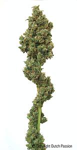 EUFORIA ® 3pcs feminized (Dutch Passion)