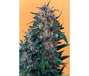 HOLLANDS HOPE ® 3pcs feminized (Dutch Passion)