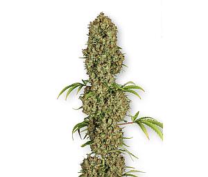 JORGE'S DIAMONDS # 1 ® 3pcs feminized (Dutch Passion)