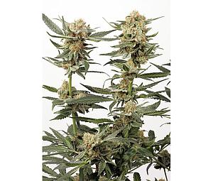 ORTEGA INDICA ® 3pcs feminized (Dutch Passion)