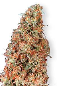 POWER PLANT ® 3pcs feminized (Dutch Passion)