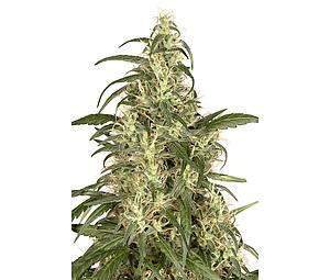 SKUNK #11 ® 3pcs feminized (Dutch Passion)
