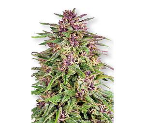 FRISIAN DEW ® 5pcs feminized (Dutch Passion)