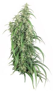 MEKONG HIGH ® 5pcs feminized (Dutch Passion)