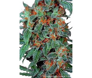 ORANGE BUD ® 5pcs feminized (Dutch Passion)