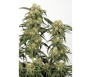 PAMIR GOLD ® 5pcs feminized (Dutch Passion)