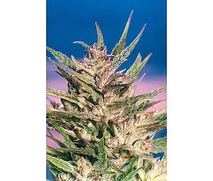 PASSION #1 ® 5pcs feminized (Dutch Passion)