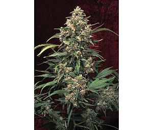 STRAWBERRY COUGH ® 5pcs feminized (Dutch Passion)