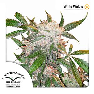 WHITE WIDOW ® 5pcs feminized (Dutch Passion)