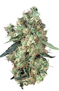 DUTCH HAZE ® 10pcs feminized (Dutch Passion)