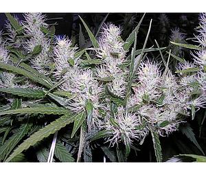 MASTER KUSH ® 10pcs feminized (Dutch Passion)