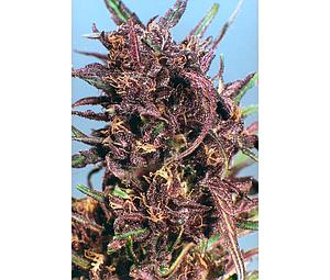 PURPLE #1 ® 10pcs feminized (Dutch Passion)