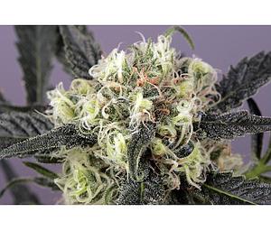 SNOWBUD ® 10pcs feminized (Dutch Passion)