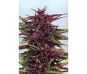 TWILIGHT ® 10pcs feminized (Dutch Passion)