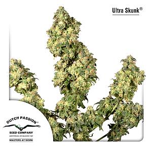 ULTRA SKUNK ® 10pcs feminized (Dutch Passion)